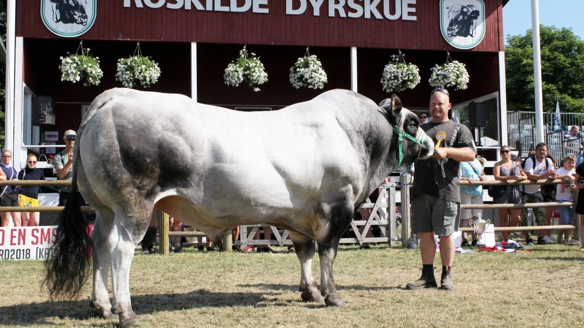 Kødkvægavlerne dyster om de prestigefyldte titler, og det er altid spændende hvad konkurrenterne kommer med. Piemontesetyren Haralblåtand - her med Jan Andersen - er to gange kåret som bedste handyr inden for kødkvæg. Foto: Jesper Hallgren