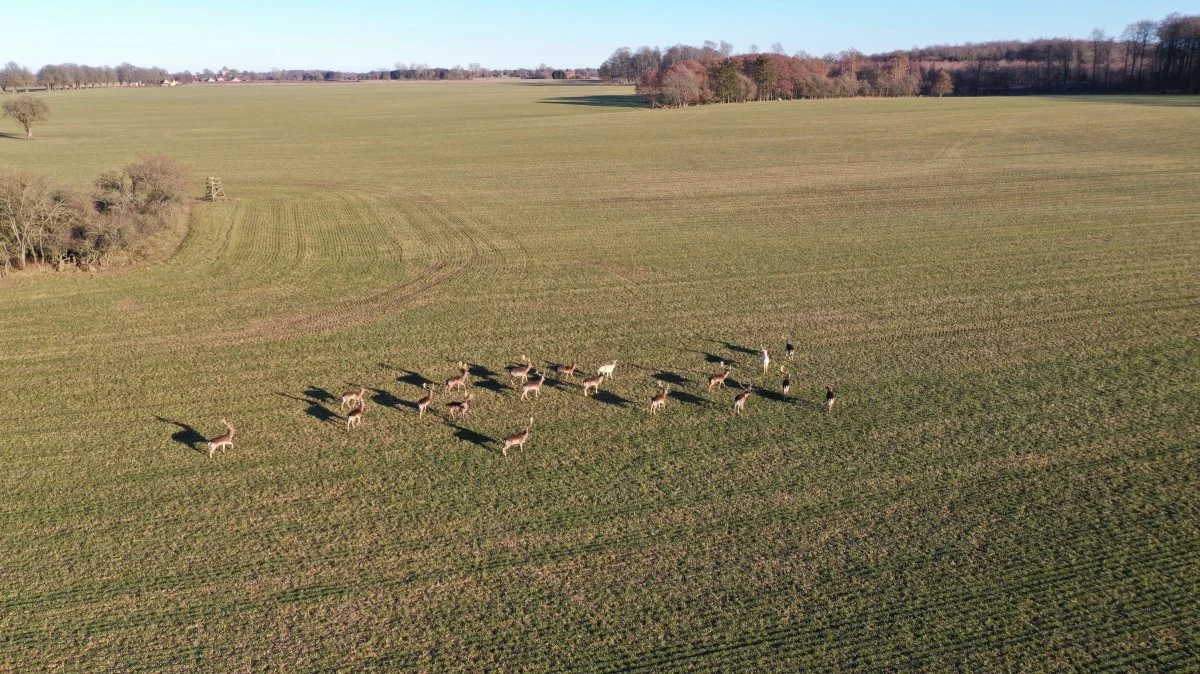 Kronvildt kan være skadevoldende på landbrugets marker og er blandt de dyr, der nu lettere kan søges om tilladelse til at regulere. Arkivfoto