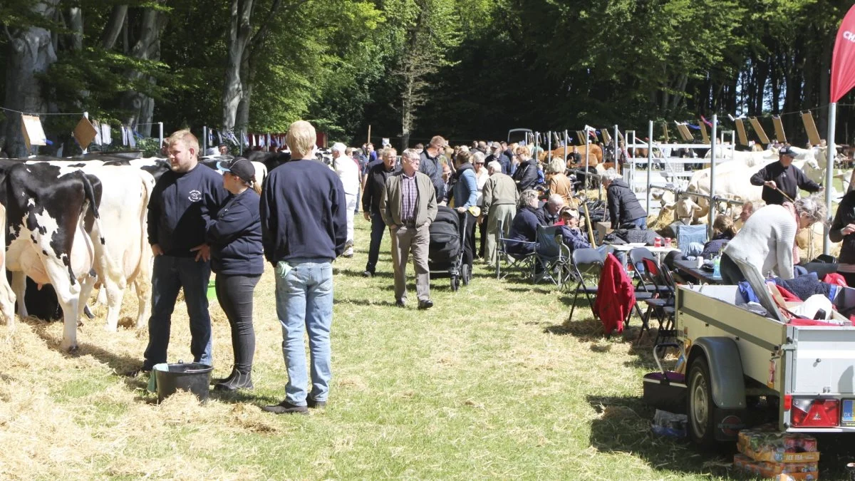 Lørdag den 21. maj er der igen Fjerritslev Dyrskue. Arkivfoto
