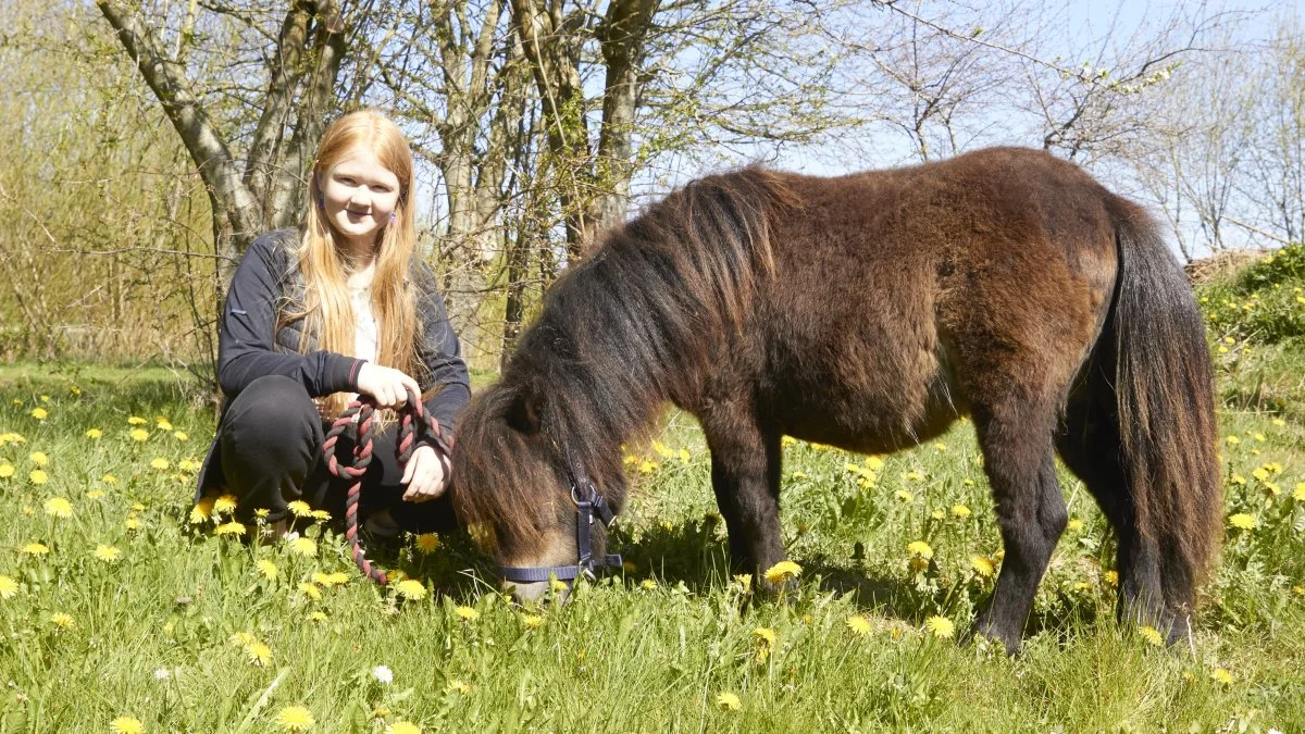 Alle ponyerne skal være gode til børn. Det er Polly her også, synes Laura.