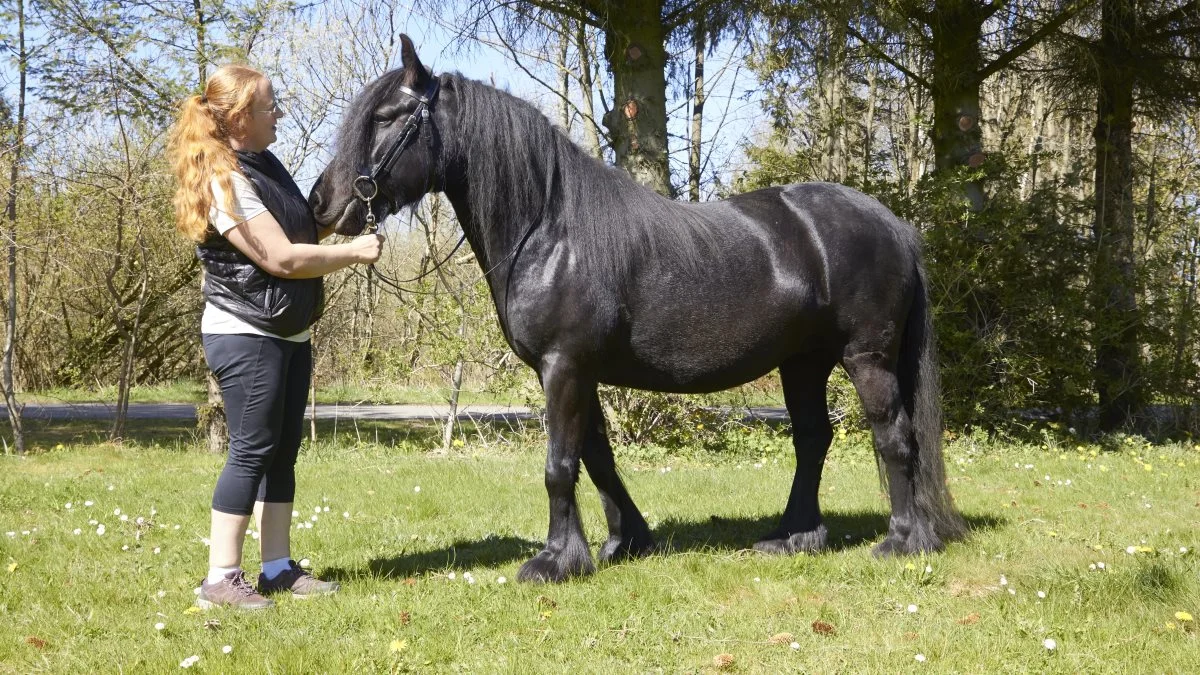 Jessica Pousset stiller ikke og alene med sine shetlandsponyer. Hun kommer også og viser sin fem-årige Fell-pony, Michaks Lollipop, frem.