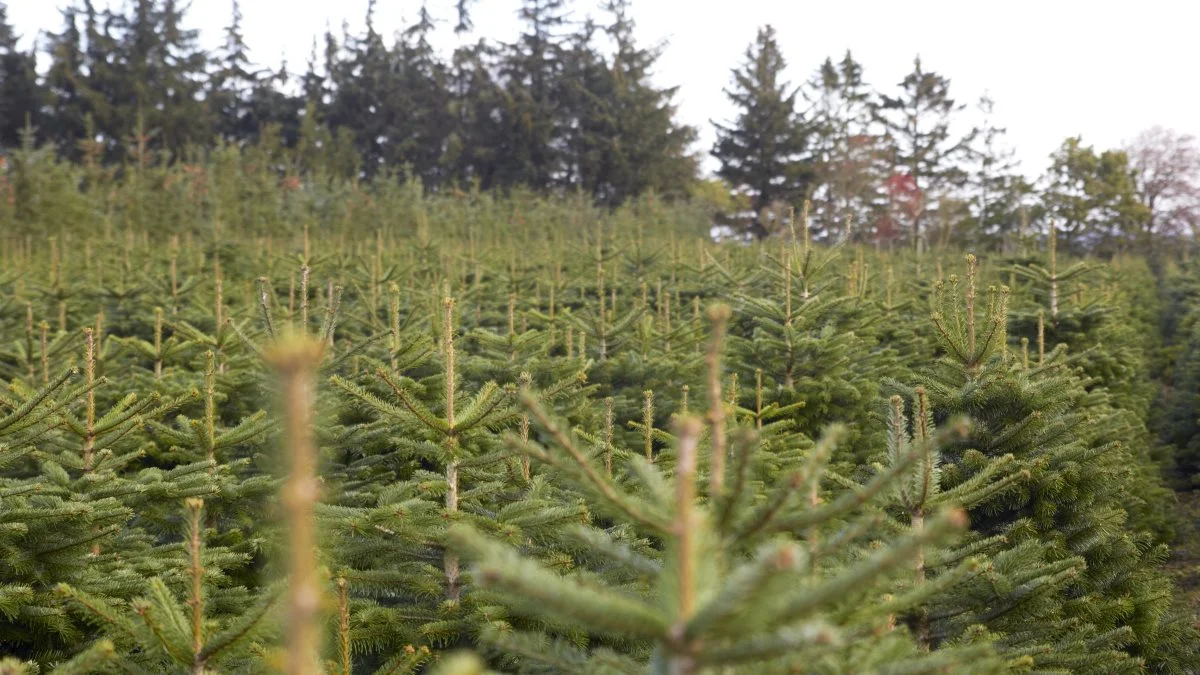 Skovdyrkerne præsenterer på deres hjemmeside metoderne til formklipning af juletræer. Arkivfoto: Tenna Bang