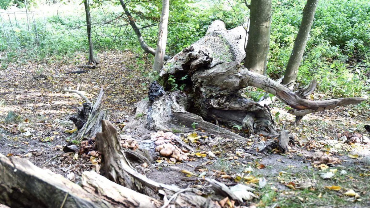 Det er nu muligt at søge tilskud til privat urørt skov for at fremme og bevare biodiversiteten i private skove. Arkivfoto
