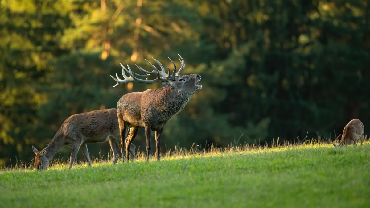 Med det lave hegn, som der er påtænkt omkring Stråsø Naturnationalpark kan det blive en udfordring at holde krondyrene indenfor naturnationalparkens grænse. Men det er der tænkt over i projektforslaget, lyder det fra Poul Ravnsbæk, skovrider, Naturstyrelsen. Foto: Colourbox.dk