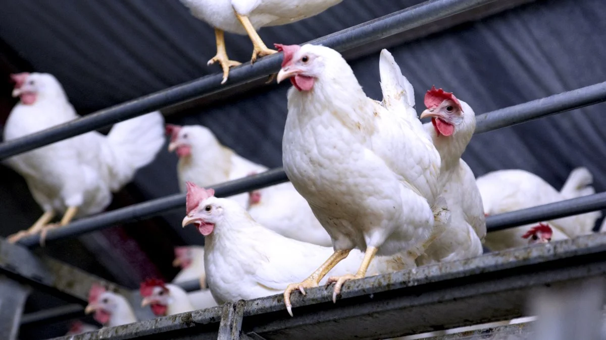 »Danske ægproducenter har ingen »kattelem« i deres kontrakter med pakkeriet, der siger, at man kan stoppe, indtil der kommer bedre tider. Forsøger producenten at stoppe produktionen, er det med risiko for at miste sine leverancer til pakkeriet, og i værste fald at få et sagsanlæg fra pakkeriet«, skriver Peder Gasbjerg i dette læserbrev.
