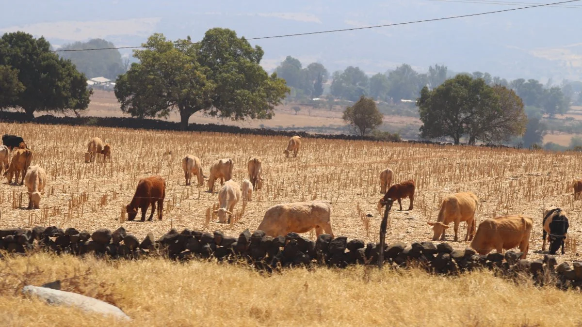 Andelsselskabet ligger i en af Mexicos mest koncentrerede landbrugsområder med meget malkekvæg, som her »afgræsser« en majsstubmark. Det er i øjeblikket tørt i Mexico. Foto: Jørgen P. Jensen