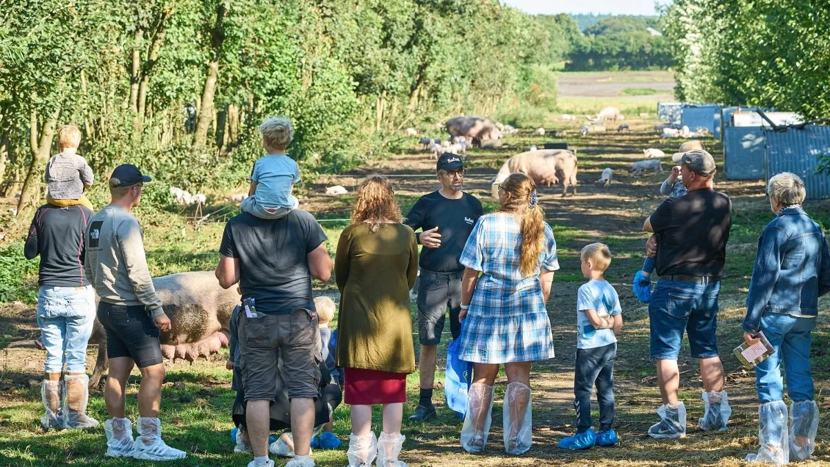 På Sofari kan man blandt andet se, hvordan skovlandbrug og økologisk griseproduktion går hånd i hånd på en række økologiske grisebedrifter. Foto: Landbrug & Fødevarer