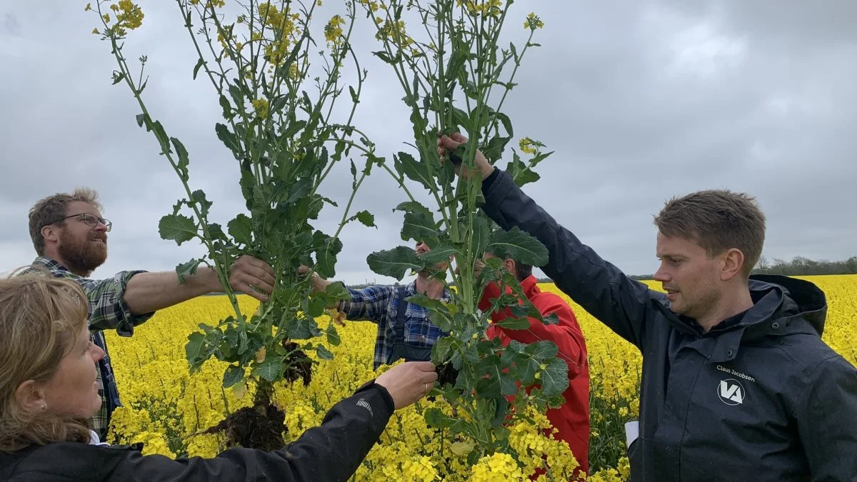 Sorten LG Auckland er kendetegnet af kraftige planter med mange stærke sideskud. I marken blev der blandt andet drøftet plantetal og strategi for N-tilførsel og vækstregulering. Der var bred enighed om, at 35 planter pr. kvm. er til den gode side ved god etablering på rækker.