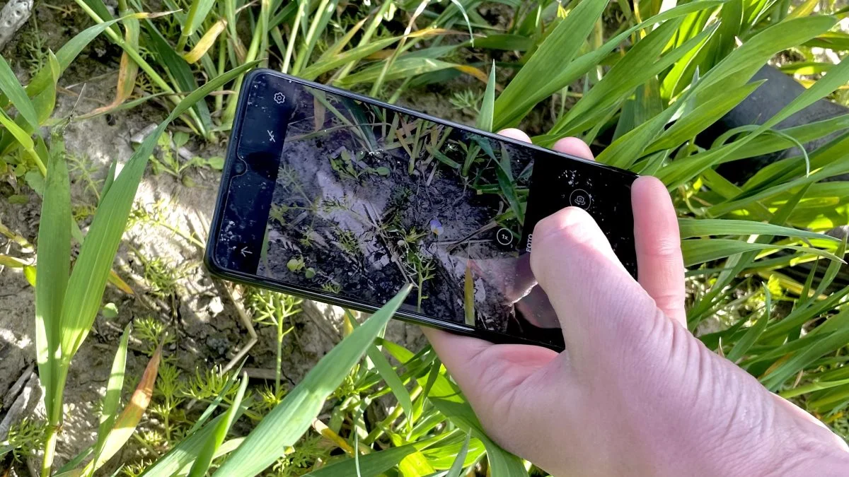 Man tæller insekterne via en platform og tilhørende app, som også kan hjælpe med at sætte navn på de forskellige arter, der identificeres. Foto: Syngenta