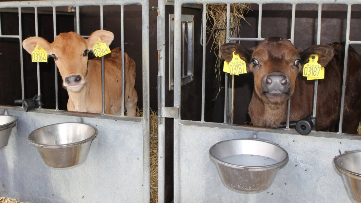 Biochem vil på årets NutriFair, sammen med Chr. Hansen, vise foderløsninger til kalve og kvæg. Hos Biofiber-Damino lancerer man på messen sit helt nye råmælkspulver ColoDan Feed. Arkivfoto: Line Brusgaard