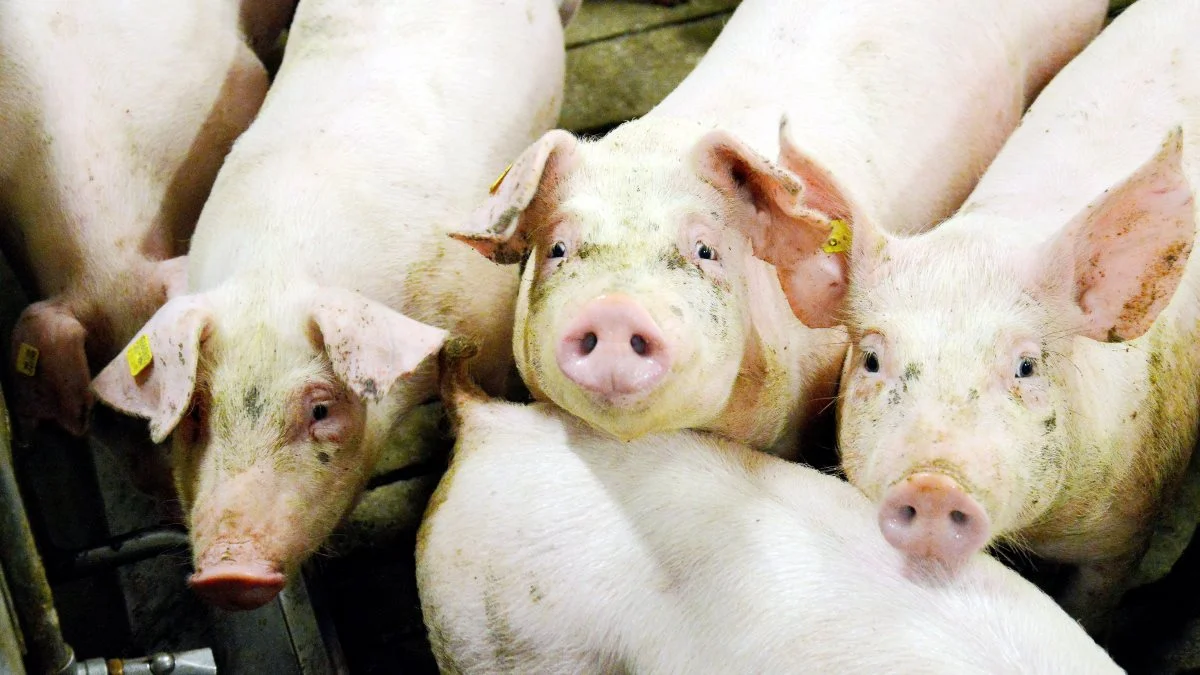 På trods af den drastiske nedjustering af den tyske slagtesvinenotering kunne udbudspuklen på det tyske slagtesvinemarked ikke helt afvikles i den seneste uge, skriver Danske Svineproducenter i en meddelelse. Arkivfoto 