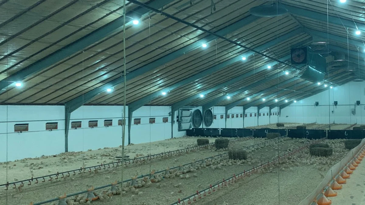 For nylig er LED-løsningen fra RN Solutions sat op i otte af Rokkedahls stalde. Her en af dem. 