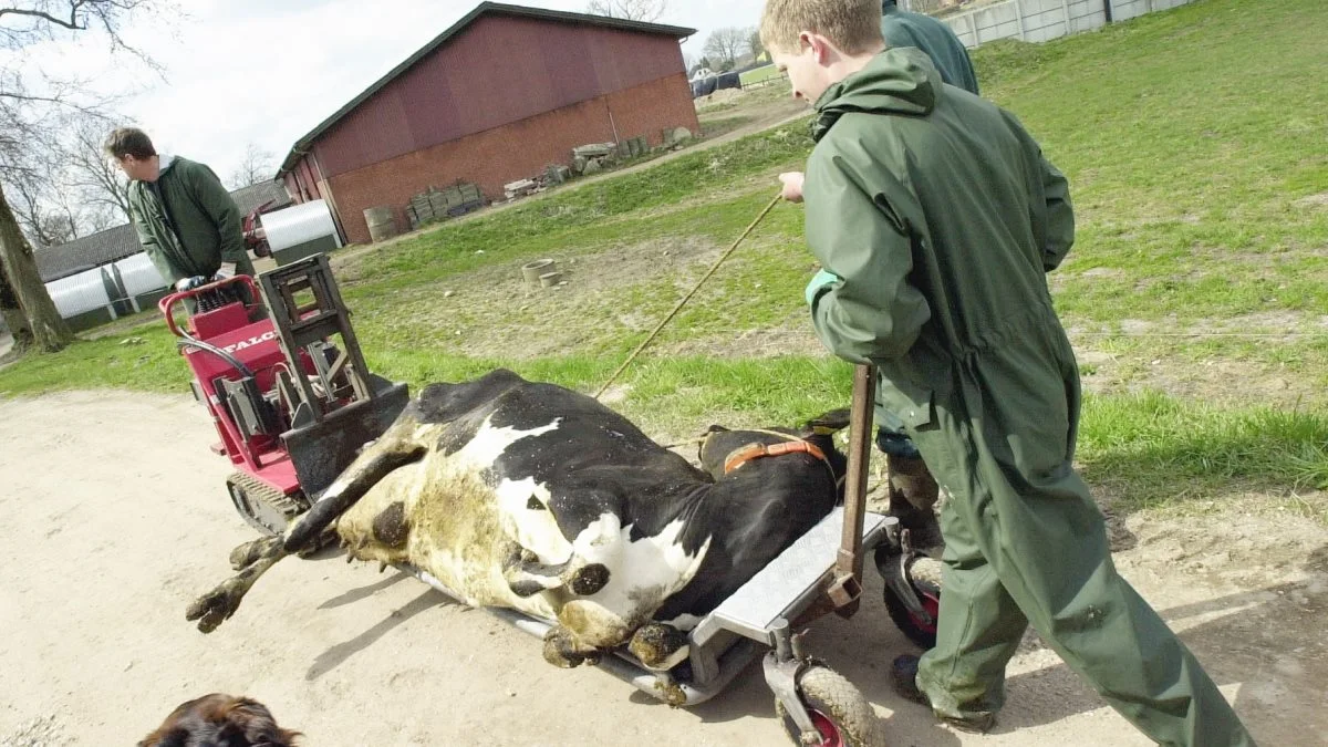 Det er en vigtig egenskab at kunne håndtere døde dyr på bedrifter. På NutriFair giver Daka kurser i det. Arkivfoto: Falck