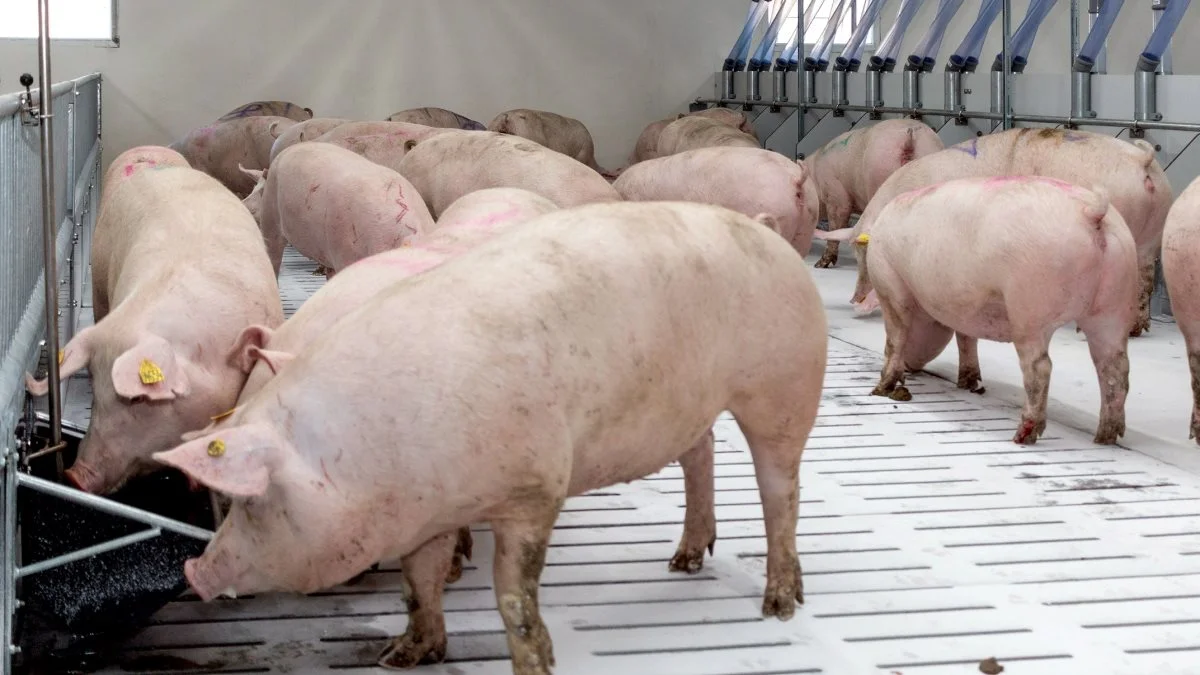I 2021 blev den danske koncern DCH International, der har en lang række svinefarme i Rumænien, ramt af afrikansk svinepest hele fire gange. Foto: DCH International
