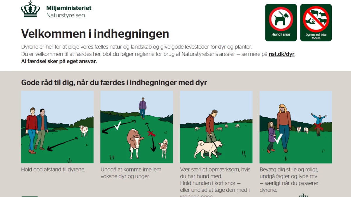 Man vil nu blive mødt af nye illustrative skilte med gode råd, når man færdes Naturstyrelsens arealer med græssende dyr. Kilde: Naturstyrelsen