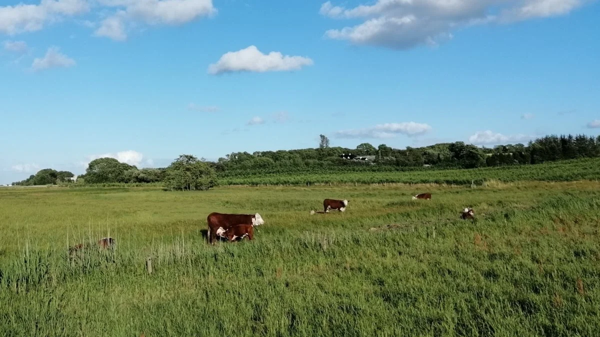 Naturstyrelsen oplyser i en meddelelse, at man som altid er velkommen til at gå igennem indhegningerne, når man er på tur i vores fælles natur. Her vil man nu blive mødt af nye illustrative skilte med gode råd. Arkivfoto: Camilla Bønløkke