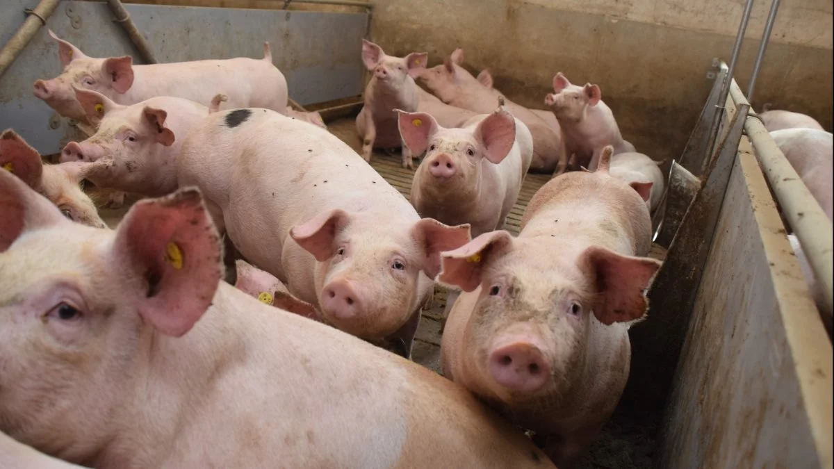 Leverandører af slagtesvin til Danish Crown kan forvente at få 11,10 kroner pr. kg for slagtesvin i vægtklassen 72 til 96,9 kg i uge 20. Foto: Anne Wolfenberg