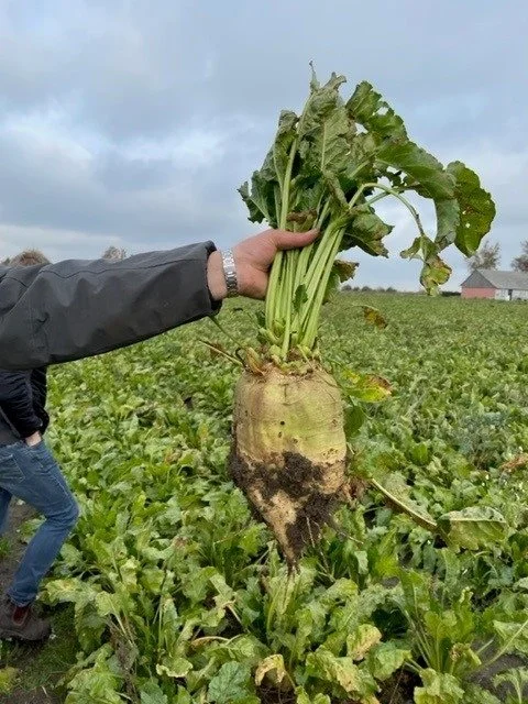 Roerne sået i strip till-systemet var fuldt ud på højde med de traditionelt etablerede roer.