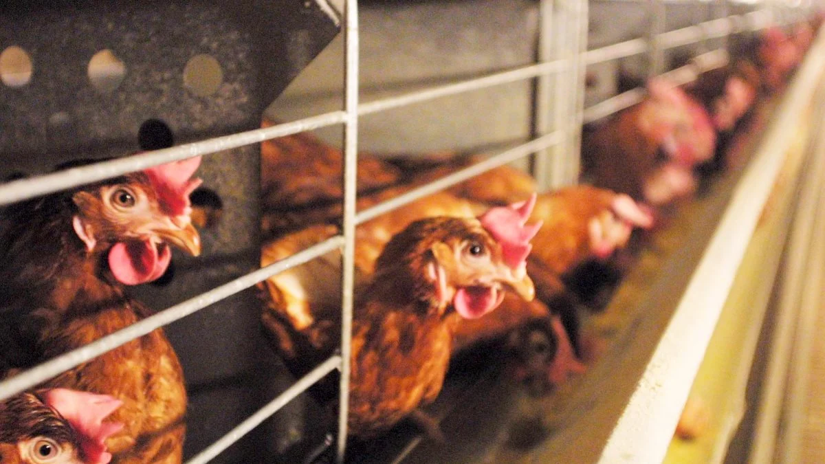 Besætninger med burhøns i Danmark har været stærkt nedadgående de seneste år, og snart er der udsigt til, at produktionsformen bliver helt udfaset. Foto: Colourbox