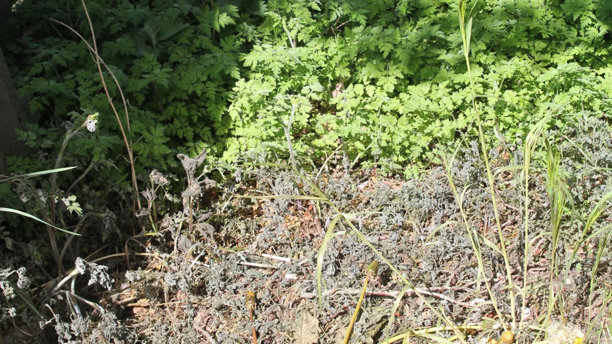 Der er betydelig forskel på det ukrudt, der har været i berøring med Stamas Weedkiller (forrest) og det, der ikke har (bagerst).