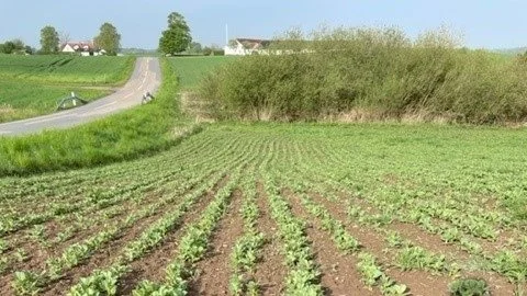 Men det har ikke forhindret en ganske god vækst hos hestebønnerne. Dette billede er taget i starten af maj. 