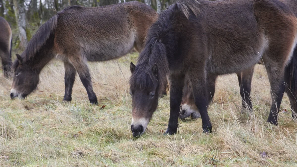 Der er lagt op til, at besøgende i Stråsø i Vestjylland og Tranum i Nordjylland kan opleve heste og kreaturer, der sammen med de nuværende vildtbestande kan hjælpe med at skabe dynamik og mere vild natur i områderne. Arkivfoto: Tenna Bang