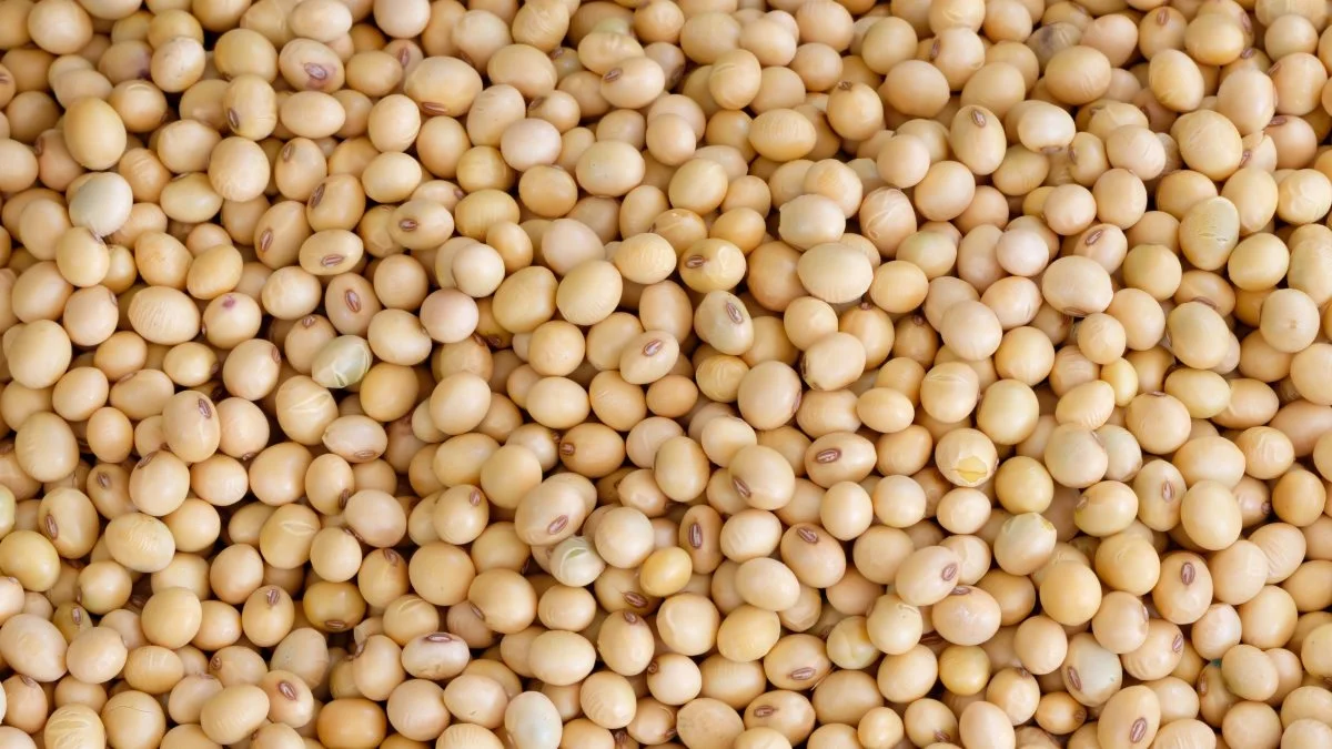 Der er fokus på dansk produceret protein i disse år. Som noget nyt afprøves også muligheden for dyrkning af danske sojabønner i Sønderjylland. Foto: Colourbox
