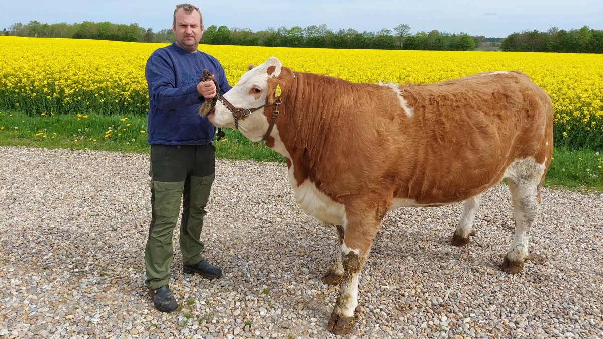 esper Jensen, Birkesig Simmental, med den ene af de to kvier, han udstiller med på Det Sønderjyske Fællesdyrskue. En 19 måneder gammel kvie. Foto: John Ankersen