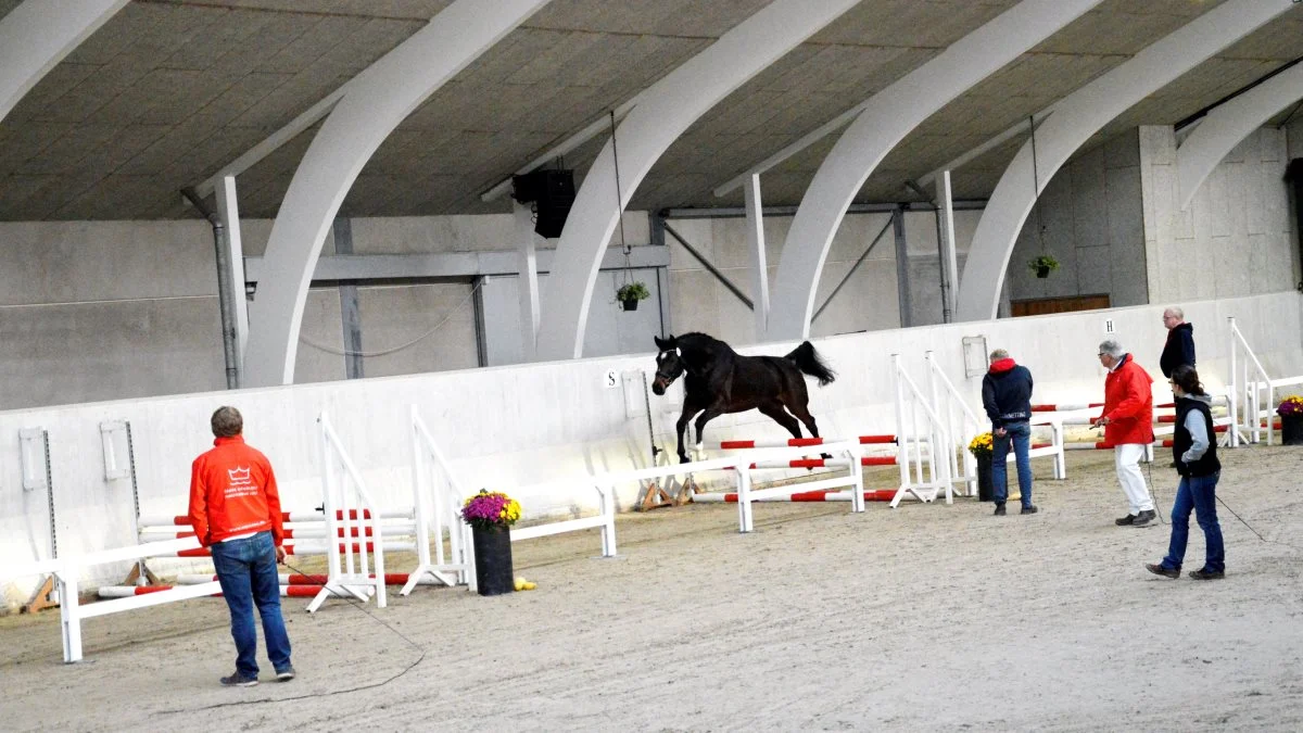 Den 19.-20. juni afholder Dansk Varmblod i samarbejde med Stutteri Ask kåring af dressur- og springhopper samt 2-års bedømmelse. Arkivfoto: Camilla Bønløkke