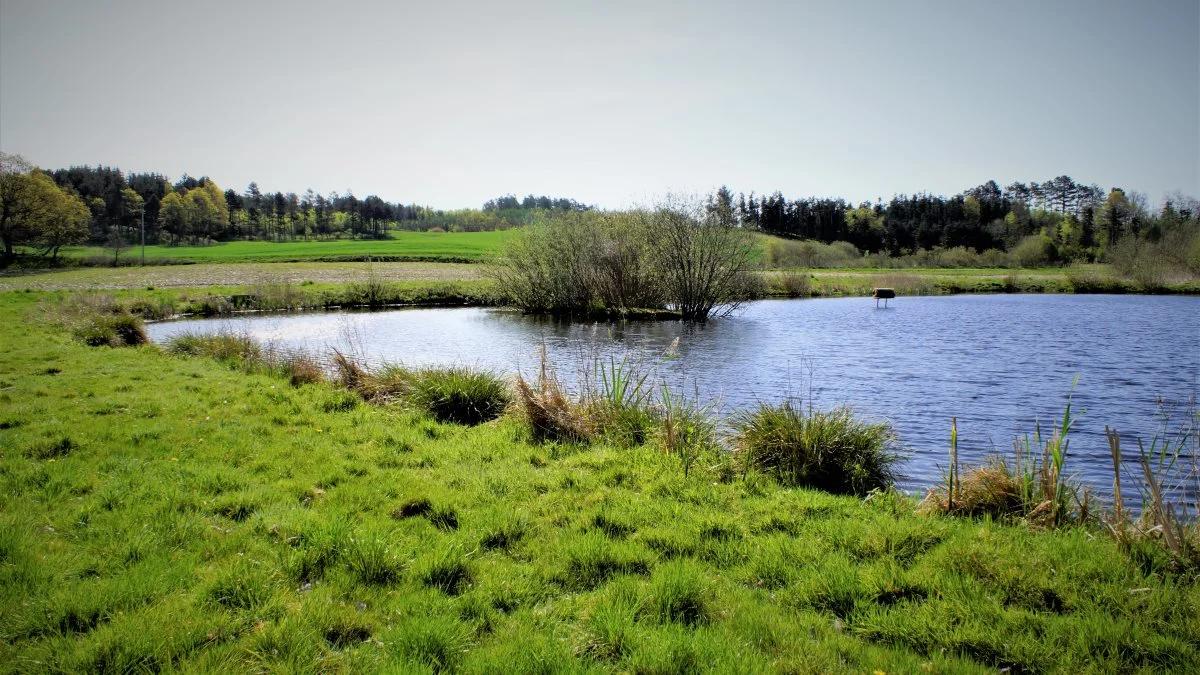 Ud over at være en stor svinebedrift har Sølvbakkegård fuld fokus på biodiversitet. Foto: Djursland Landboforening – Deltidsudvalget