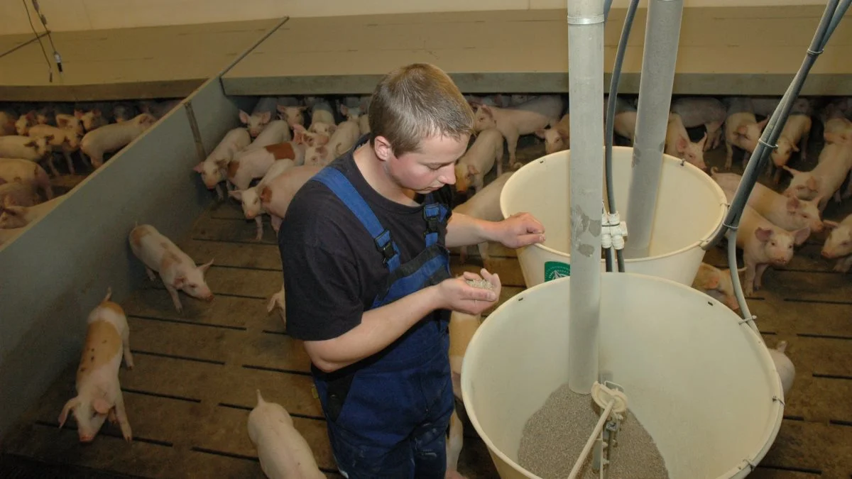 Forholdet mellem jordbrugets salgsprodukter og priserne på forbruget i produktionen er i årets første kvartal nede i det laveste niveau i det seneste årti, viser nye tal fra Danmarks Statistik. Arkivfoto