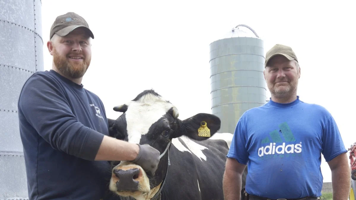 Det er første gang, at Sommerlyst deltager på Hobro Dyrskue. Her ses mælkeproducent Gunnar Schmidt (th.) og altmuligmanden Nicolai på ejendommen udenfor Farsø. Fotos: Tenna Bang
