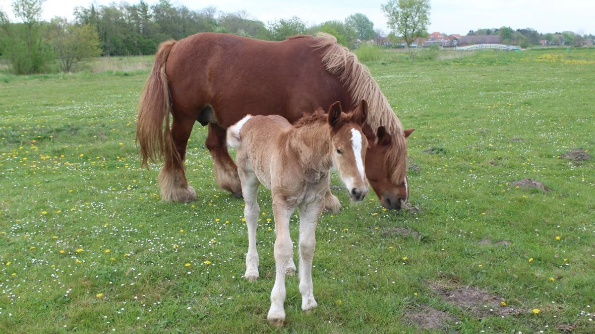 Sidst i april kom dette lille jyske føl til verden, der for tiden giver liv og glade dage i hestefolden hos Inger Sørensen ejendommen i udkanten af Løgumkloster. Foto: John Ankersen