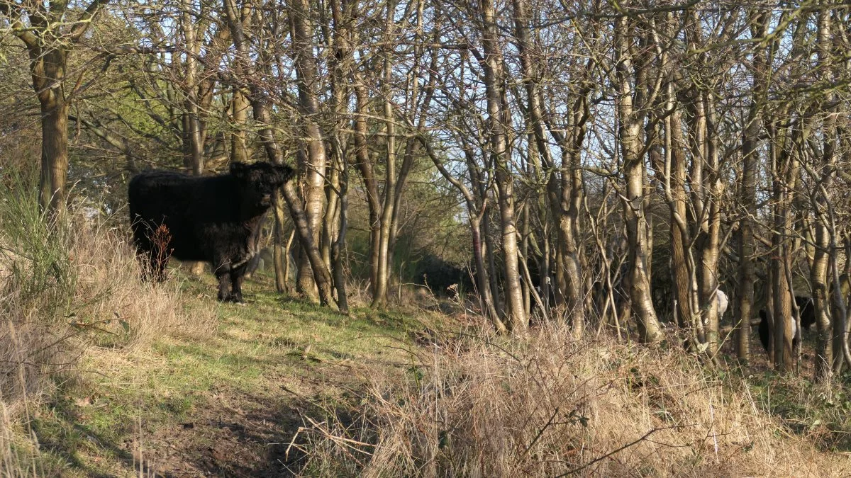 Resultatet af, at begavede mennesker manipulerer et flertal af Folketingets medlemmer, m.v., bliver vandalisering af naturen i naturnationalparkerne og mindre dyrevelfærd, mener læserbrevsskribenten. 