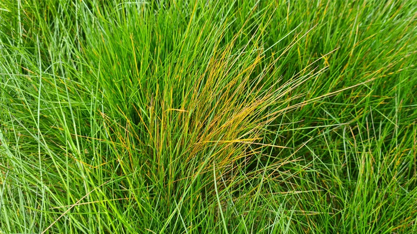 Ascochyta-bladplet i rødsvingel fotograferet 6. maj i år på Fyn af af Henrik Skovgaard Larsen, Barenbrug.