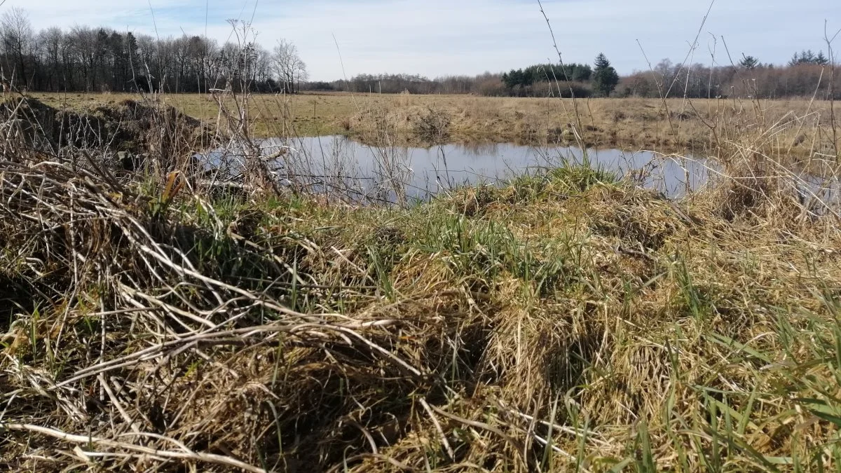 Håbet med de nye bioordninger i landbrugsstøtten er blandt andet at få flere arealer som dette rundt omkring de danske marker. Foto: Michael Strandfelt.