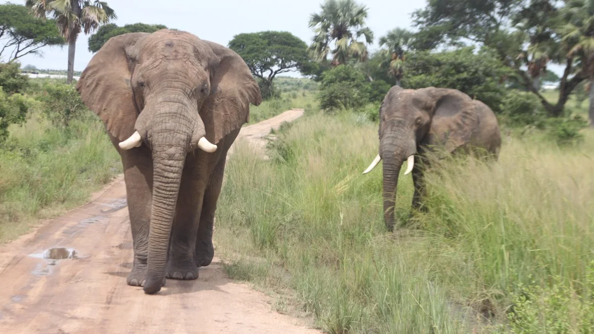 På besøg på landbrug i Uganda kan der godt dukke disse ekstra gæster op. Foto: Jørgen P. Jensen