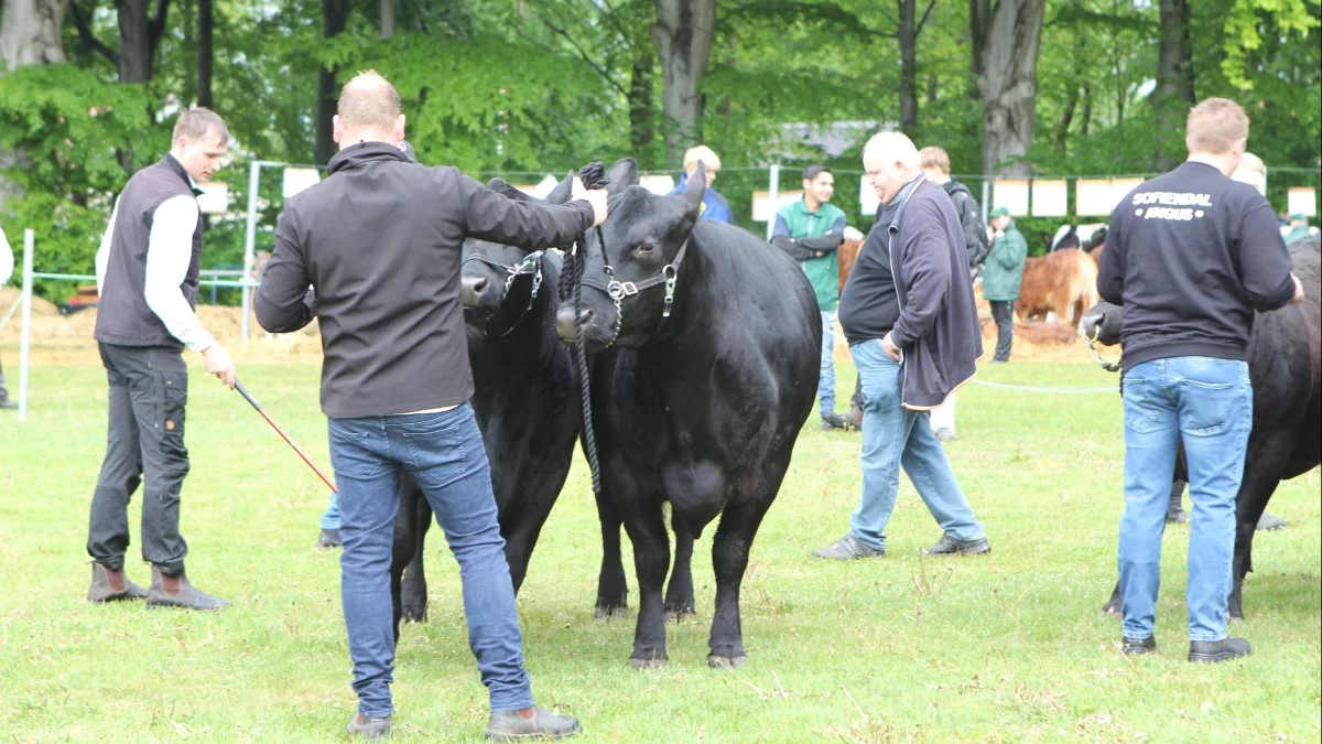 Flere kødkvægsracer blev vist frem på skuet – blandt andet Angus.