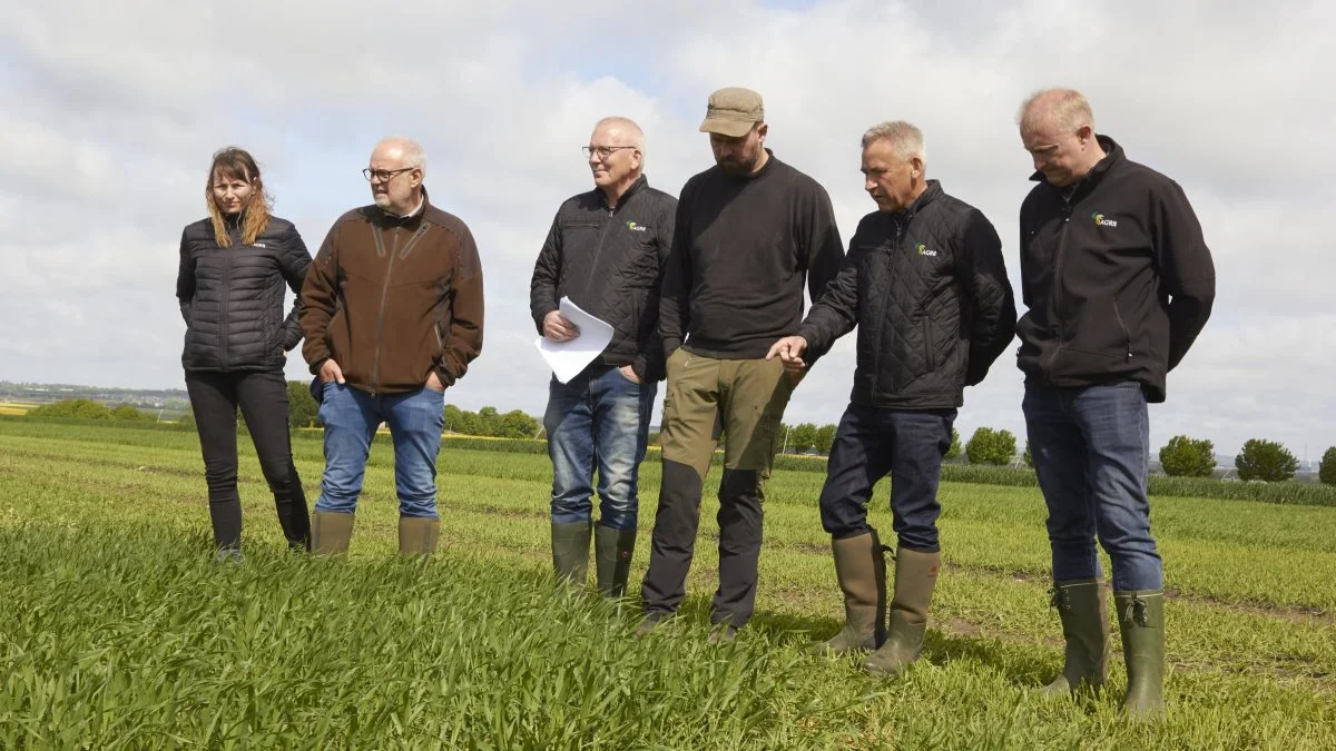 De sidste detaljer skal på plads, inden der er Agri Farm Day. Her ses fra venstre; planteavlsassistent Marina Staun fra Agri Nord, Karl S. Kudsk, planteansvarlig ved Mollerup Mølle, forsøgsleder Knud Christensen, driftsleder på Christianshøj Peter Jørgensen, teamleder Poul Madsen og chefkonsulent Flemming Floor fra Agri Nord. Foto: Tenna Bang