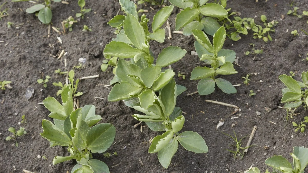 Interessen for bælgsæd og planteprotein stiger. Derfor kan man foruden hestebønner i år se, ærter, linser, kikærter og raps.