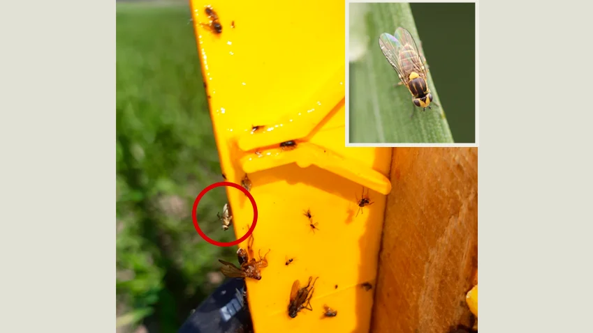 En enkelt bygflue i den røde ring på kanten af en limplade, fotograferet 18. maj i år af Anders Düring Jørgensen, VKST. 