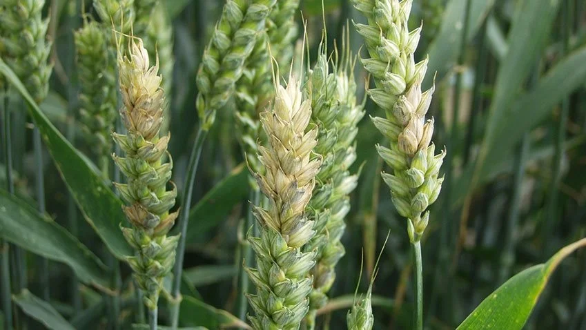 Småaks angrebet af fusarium. Enkelte eller flere småaks kan være angrebet.
Foto: Ghita Cordsen Nielsen, Seges