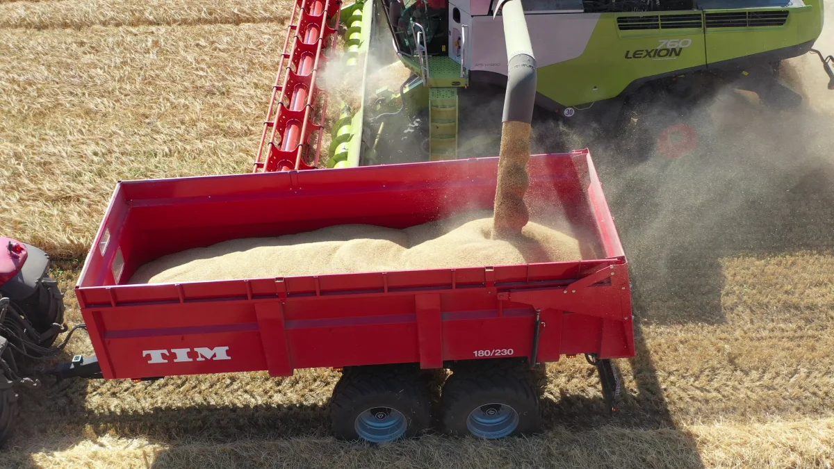 Det er for sent at forebygge aksfusarium i høst - også selv om en våd høstperiode kan udvikle fusarium og dermed risiko for toksiner i kornet. 
Forebyggelse skal ske, når hveden blomstrer.