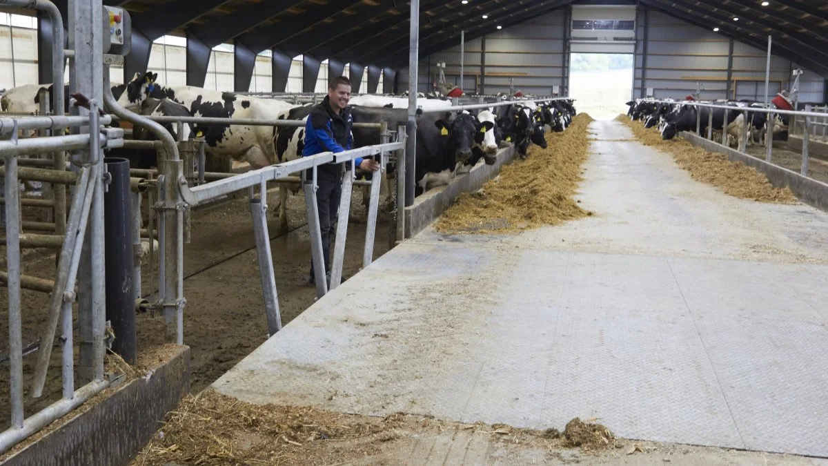 Den nye stald rummer foruden et stort malkecenter, separationsafdeling og et velfærdshold i dybstrøelse også to hold køer på fast gulv og med sand i sengebåsene.