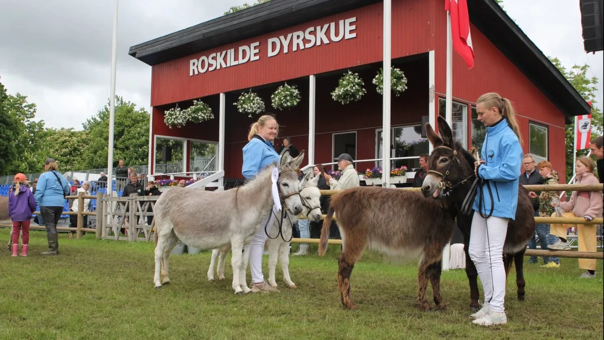 Æsler var for første gang repræsenteret på Roskilde Dyrskue.