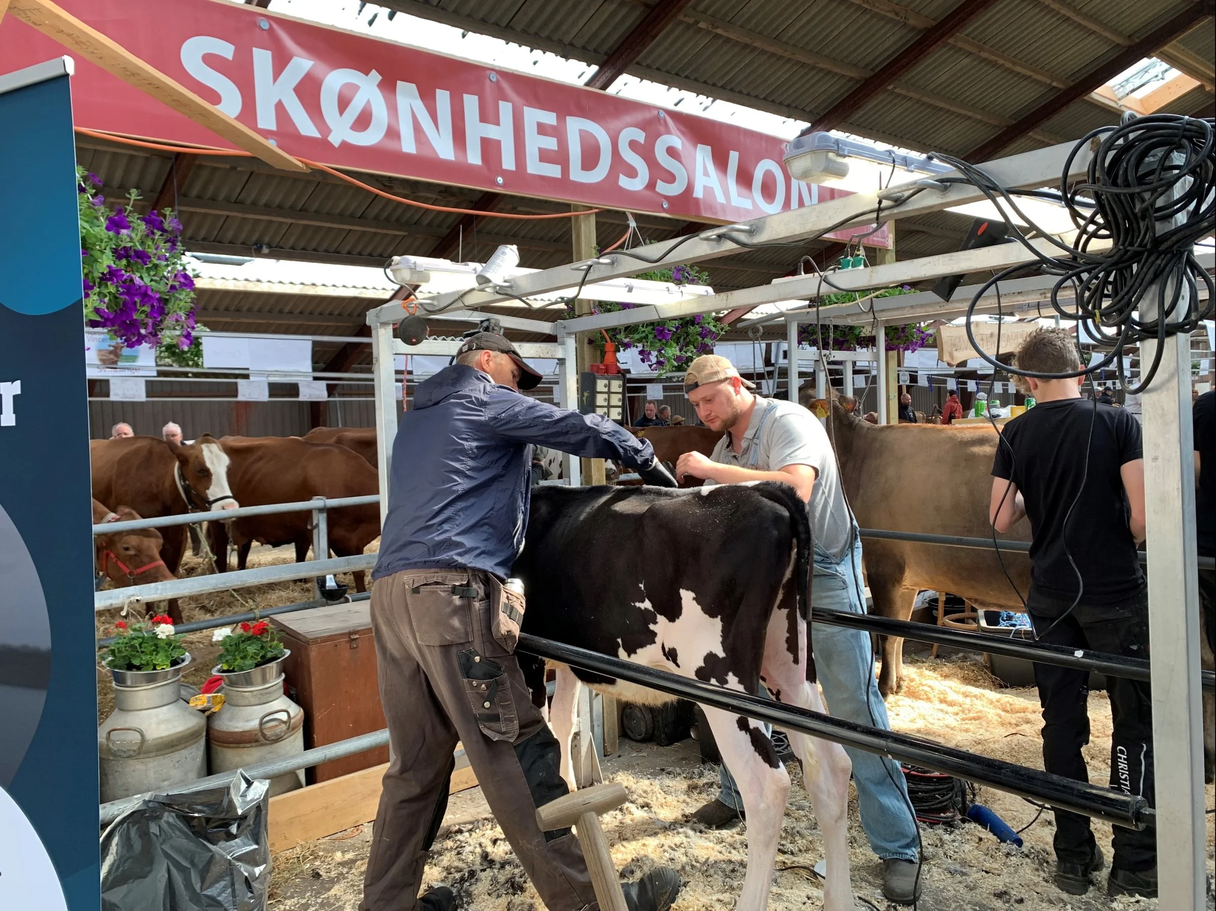 I skønhedssalonen blev der gjort en stor indsats for at få klargjort dyrene.  