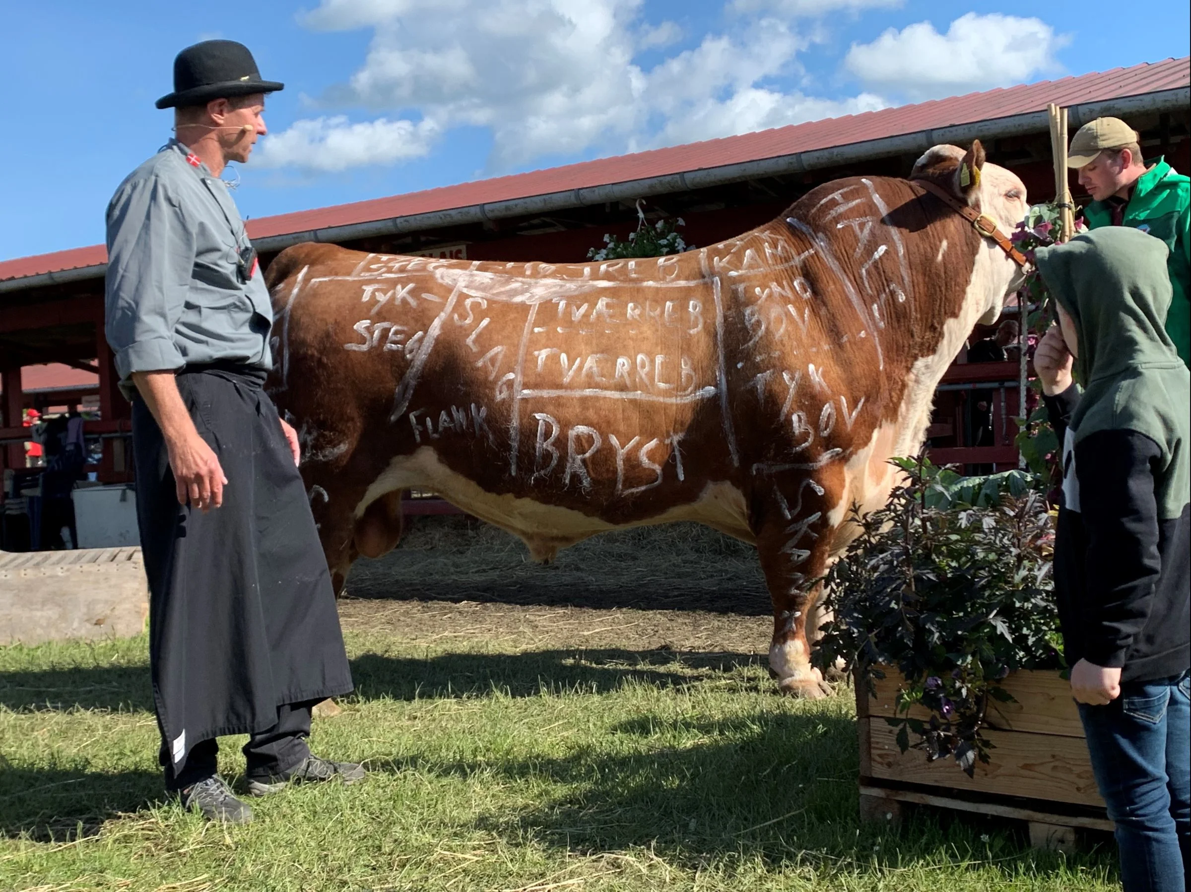 Med et »maleri« på en stor herefordtyr på 1200 kg viste slagteren
kødets placering.