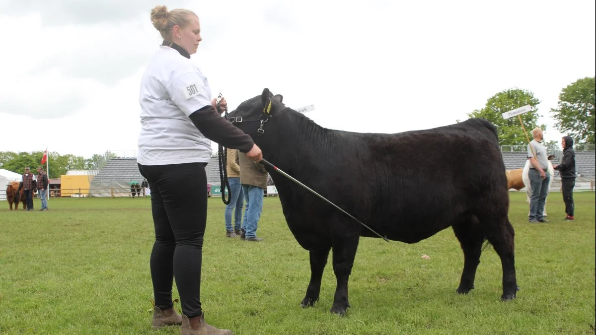 Bedste hundyr inden for de forskellige kødkvægracer: Aberdeen angus fra Steffen Albrektsen på Møn – her repræsenteret af Stina Seemann. Foto: Jesper Hallgren