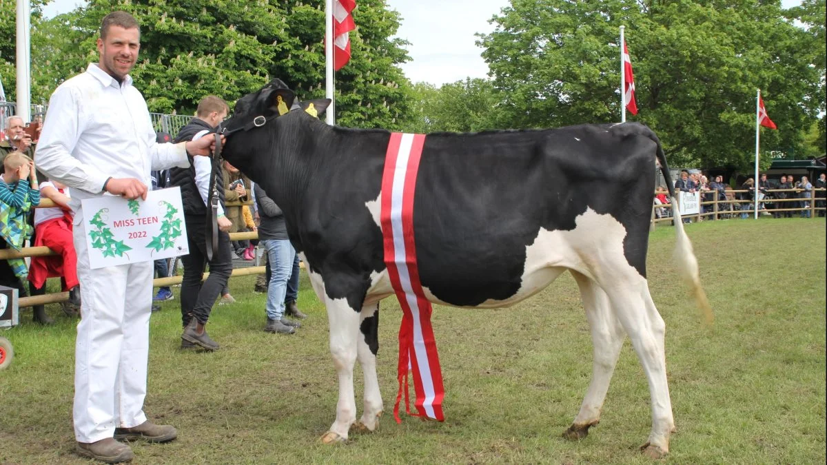 Miss Teen – skuets flotteste kvie inden for malkekvæg: Dansk holstein-kvie fra Tøvestensgaarden ved Slagelse – her repræsenteret af Karsten Andersen. Foto: Jesper Hallgren