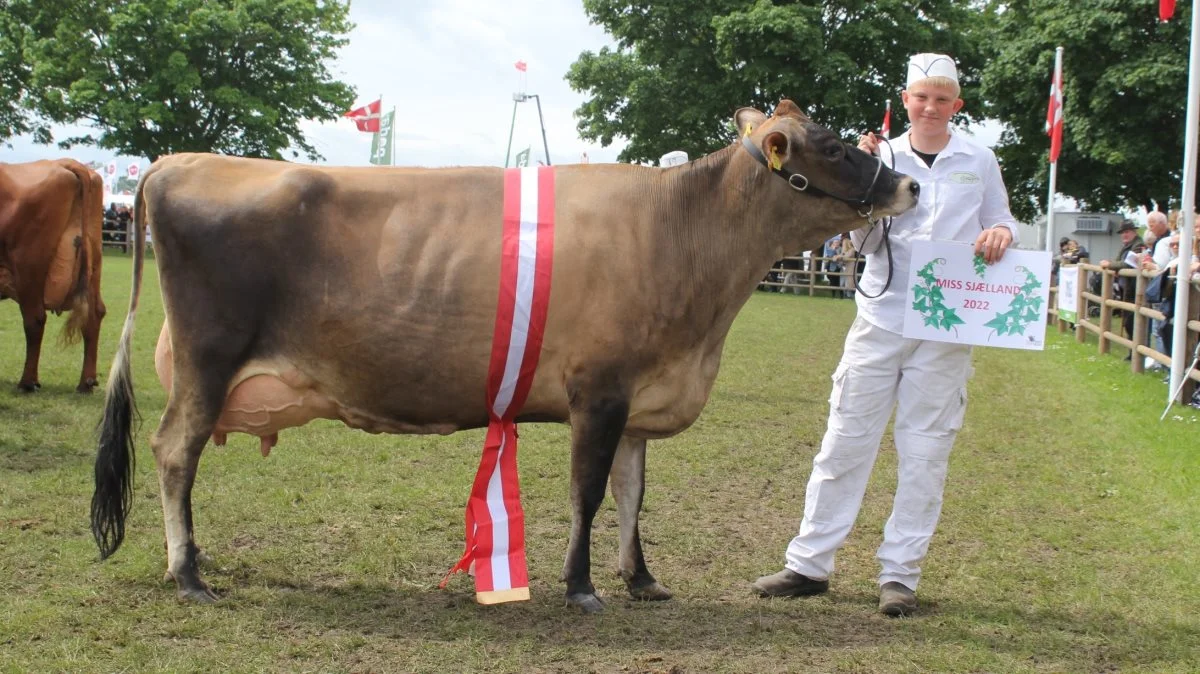 Miss Sjælland – skuets flotteste malkeko: Ældre jerseyko (fra oktober 2016) fra Tøvestensgaarden ved Slagelse – her repræsenteret af Andreas Andersen på 14 år. Foto: Jesper Hallgren